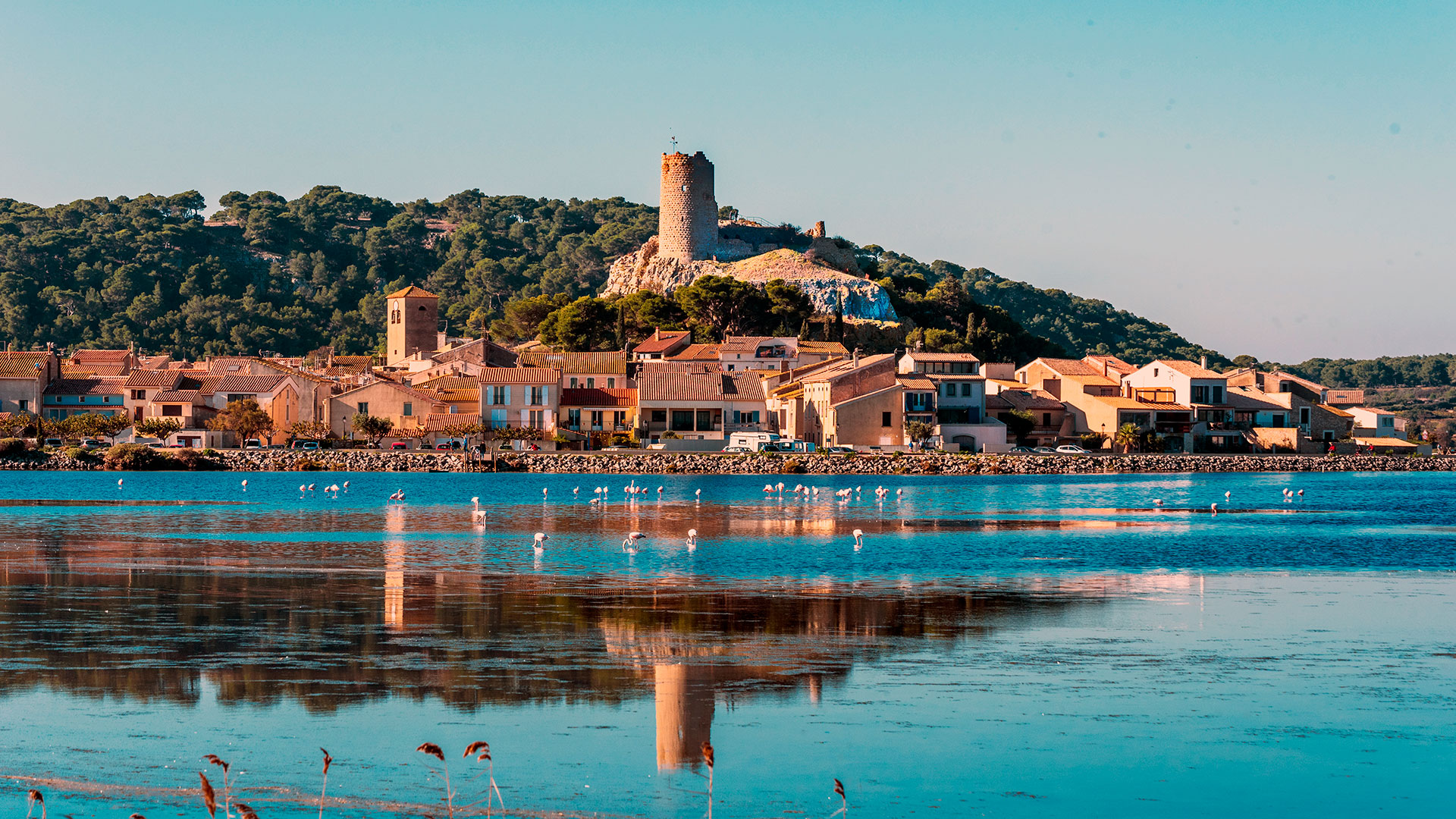 En vacances à Gruissan avec son animal
